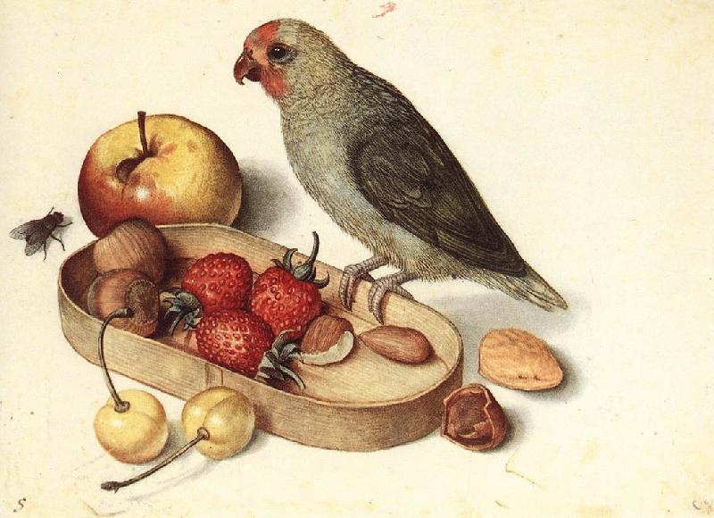 FLEGEL, Georg Still-Life with Pygmy Parrot dfg